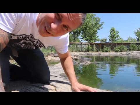 YouTube reptile video
