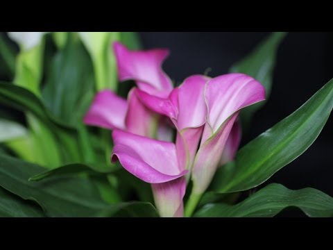 how to grow zantedeschia