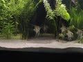 Peru Altum Skalar Becken Peru Altum Skalar Becken