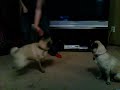 Teaching a Pug to army crawl... oh joy