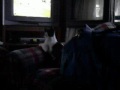 Mi Gato Futbolero.3gp