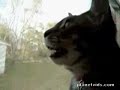 barking cat