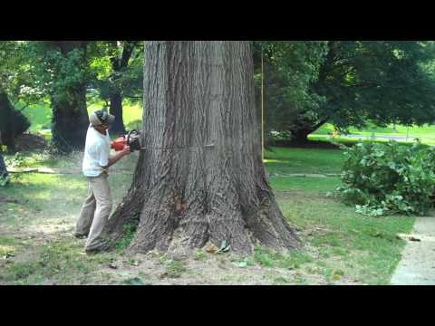 how to oak tree