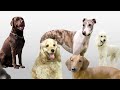 20 Dogs - Funny Song For Kids Naming 20 Different Dogs