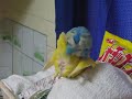 Ty e Tanuki in love 2.AVI