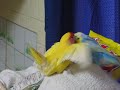 Ty e Tanuki in love 2.AVI