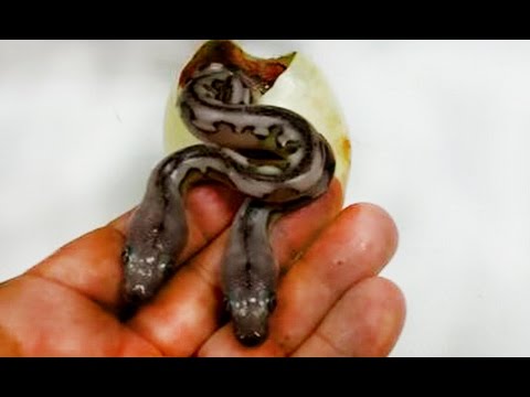 YouTube reptile video