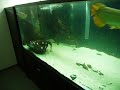 Leopoldi Rochen Geburt im privaten Aquarium