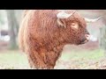 Mad hairy cow