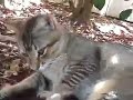 He