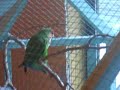 lovebird doing a limb..? lovebird doing a limb..?