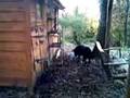 Daisy the cat food burglar