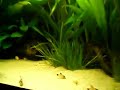 rio 180 aquarium