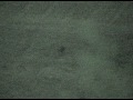 DEER ATTACK COYOTES; COYOTES ATTACK DEER, CHASE RUN PT. 3 DEER ATTACK COYOTES; COYOTES ATTACK DEER, CHASE RUN PT. 3