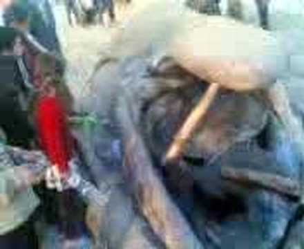 كفر الحوت