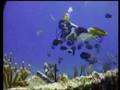 Scuba Surfing Yachting Fishing