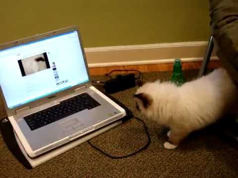 Charlie A Seal Mitted with an Hourglass Blaze Ragdoll Cat 0 Charlie A Seal Mitted with an Hourglass Blaze Ragdoll Cat