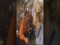kamaran als bert in pilotaflevering uit 1991 van backstage (veronica). met tatjana simic als ex-vriendin cathy.