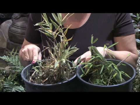 how to replant bamboo plants