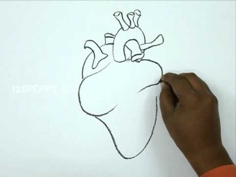 how to draw human heart