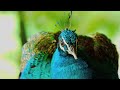 LUMIX GH1 TEST -孔雀 [HD]