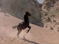 The Young Black Stallion