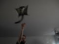Flying Sugar Glider (Rocky) Flying Sugar Glider (Rocky)