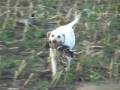 Duck Hunting North Dakota