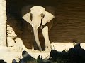 Philadelphia Zoo Elephant Ears Flapping