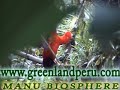 MANU NATIONAL PARK COCK OF THE ROCK RUPICOLA PERUVIANA MANU NATIONAL PARK COCK OF THE ROCK RUPICOLA PERUVIANA