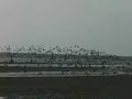 Vogelschwarm �ber Wattenmeer