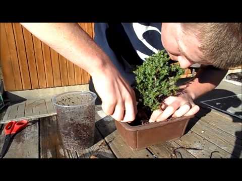how to buy a bonsai tree
