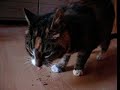 My cat Ziggy loves catnip