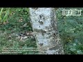 Exo Terra - Madagascar: Phelsuma abbotti