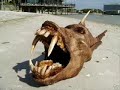animales paranormales