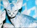 animales paranormales