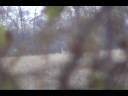 big buck