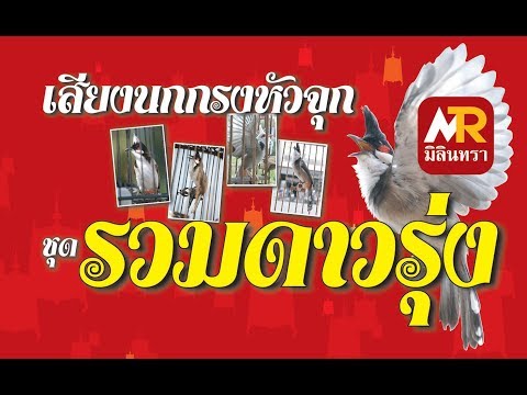 เสียงนกกรงหัวจุก - วีซีดี เสียงนกกรงหัวจุก ชุด รวมดาวรุ่ง.
