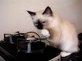 Birma kitten in the radio shack of OY3JE