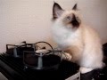 Birma kitten