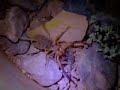 Camel Spider Lizard
