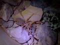 Camel Spider Lizard