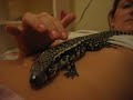 Tegu seeking attention and cuddles