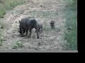 Warthog babies
