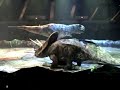 Walking With Dinosaurs-Tyranosaurus