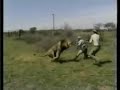 caza mayor: cazando leones