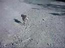 Knut...3