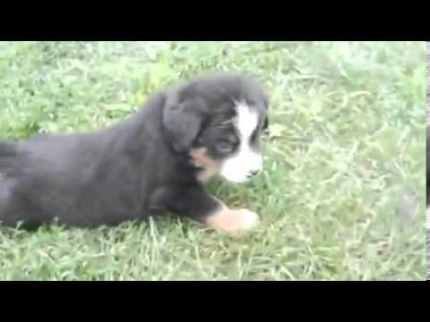 Toledo Ohio Puppies girl 3 (only 4 girls left)