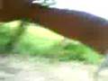 videos de ecolandia - oficinas