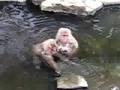 Snow Monkeys- 2